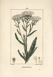 Achillée millefeuille