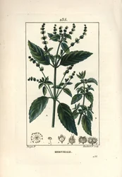 Mercuriale annuelle
