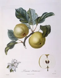Pomme "Pomme d