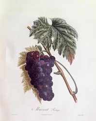 Raisin muscat noir, planche botanique de Pierre Jean François Turpin