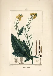 Moutarde noire ou sénevé noir - Moutarde, Sinapis nigra. Gravure sur cuivre au pointillé coloriée à la main par Lambert Junior, d