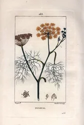 Botanique : Fenouil, fenouil, Foeniculum vulgare. Gravure en taille-douce coloriée à la main par Lambert d