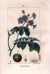 Botanique : pomme de terre - Plante de pomme de terre, fleurs et fruits, Solanum tuberosum. Gravure en taille-douce colorée à la main par Lambert d