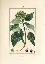 Lierre grimpant