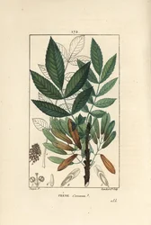 Frêne commun ou frêne élevé - Frêne, Fraxinus excelsior, montrant branche, feuilles, graines et feuille en contour