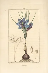 Crocus - Crocus sativus