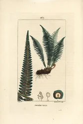 Fougère mâle - Fougère mâle, Dryopteris filix-mas