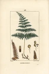 Fougère Aigle ou Grande Fougère - Fougère femelle ou fougère aigle, Pteridium aquilinum