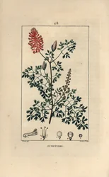 Fumeterre officinale