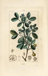 Gaiac ou bois sacré