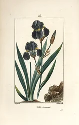 Iris germanique