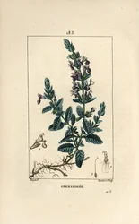 Germandrée petit chêne - Germandrée, Teucrium chamaedrys