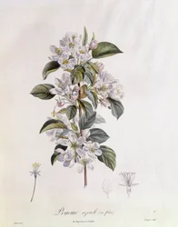 Fleur d