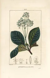 Ladenbergia oblongifolia (Cinchona magnifolia), avec fleur, branche, feuille et graine. Gravure en taille-douce colorée à la main par Lambert Junior d