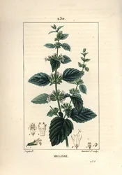 Mélisse des jardins ou mélisse cultivée - Mélisse commune, Melissa hydrtensis. Gravure en taille-douce en couleur par Lambert Junior d
