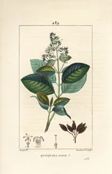 Michurago ou fruta de mono, Ladenbergia macrocarpa (Cinchona ovalifolia), avec fleur, feuille, tige et graine