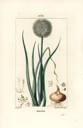 Oignon - Oignon, Allium cepa, avec fleur, feuille, bulbe et racines. Gravure en taille-douce en couleur par Lambert Junior d