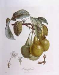 Poires, planche botanique de Henry Louis Duhamel du Monceau