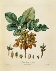 Pistache par François Turpin