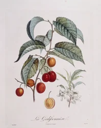 Prune "La Galifsonniere", planche botanique par Pierre Jean François Turpin