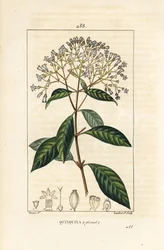 Quinquina