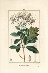 Quinquina piton - Exostema sanctae-luciae (syn. Cinchona floribunda), avec fleur, feuille, tige et graine. Gravure au pointillé en couleur à la main par Lambert Junior d