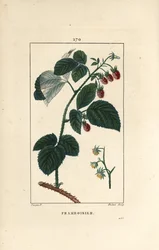 Framboise