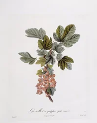 Groseille rouge (Ribes rubrum), planche botanique par Pierre Jean François Turpin