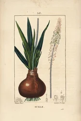 Scille maritime, Drimia maritima, avec bulbe, feuille, tige et fleur. Gravure en taille-douce coloriée à la main par Lambert Junior d