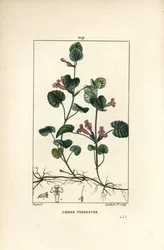 Lierre terrestre - Gléchome lierre terrestre, Hedera terrestris. Gravure au pointillé sur cuivre coloriée à la main par Lambert Junior d