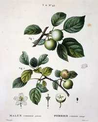 Pommier mier commun sauvage - dans "Nouveau Duhamel du Monceau ou traité des arbres et arbustes cultivés en France", figures d