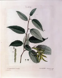 Botanique : branche de charme. Planche tirée du Nouveau Duhamel du Monceau ou Traité des arbres et arbustes cultivés en France. Aquarelle de Pierre Joseph Redouté (1759-1840) 1819
