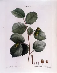Botanique : branche de noisetier. Planche tirée du « Nouveau Duhamel du Monceau ou Traité des arbres et arbustes cultivés en France » Aquarelle de Pierre Joseph Redouté (1759-1840) 1819