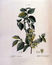 Botanique : branche d