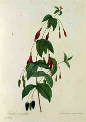 Fuchsia coccinea, de 