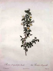 Rosa pimpinelli folia pumila (rose naine d