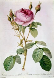 Planche de rose par Pierre Joseph Redouté (1817)