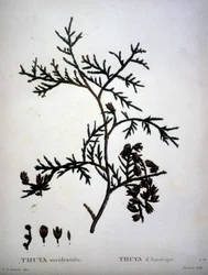 Thuya occidentalis ou Thuya d
