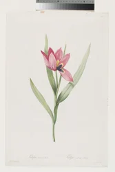 Tulipe Œil de Soleil