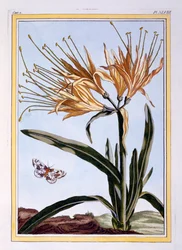 Un lys, pub. 1776