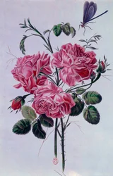 Bouquet de pivoines Lithographie par Pierre Joseph