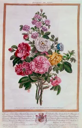 Bouquet de roses. Lithographie par Pierre Joseph Buchoz (1731-1807) 18ème siècle Paris, B.N.
