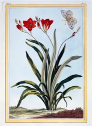 Cornlily