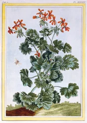 Géranium, pub. 1776