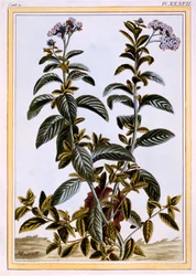 Héliotrope ou cerisier, pub. 1776