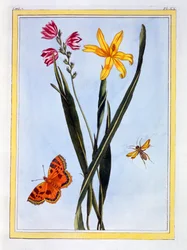 Ixia d