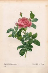 Rose d