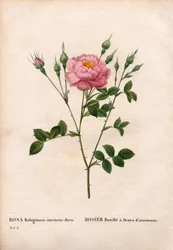 Rose églantine à fleurs d