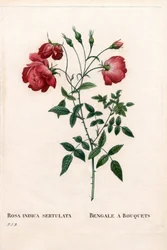 Rose du Bengale à bouquets, Rosa chinensis variété. Gravure au pointillé colorée à la main de Pierre Joseph Redouté « Les Roses », Paris