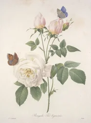 Thé du Bengale, de Choix des plus belles fleurs et des plus beaux fruits, 1827